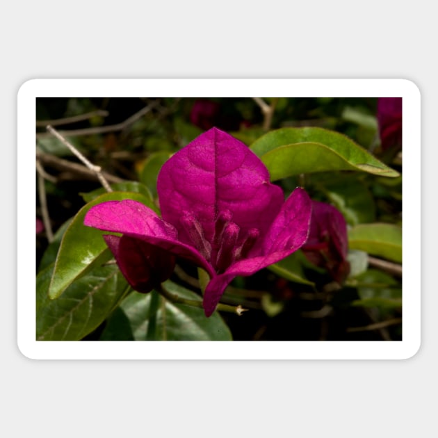 Bougainvillea Close Up Sticker by GP1746